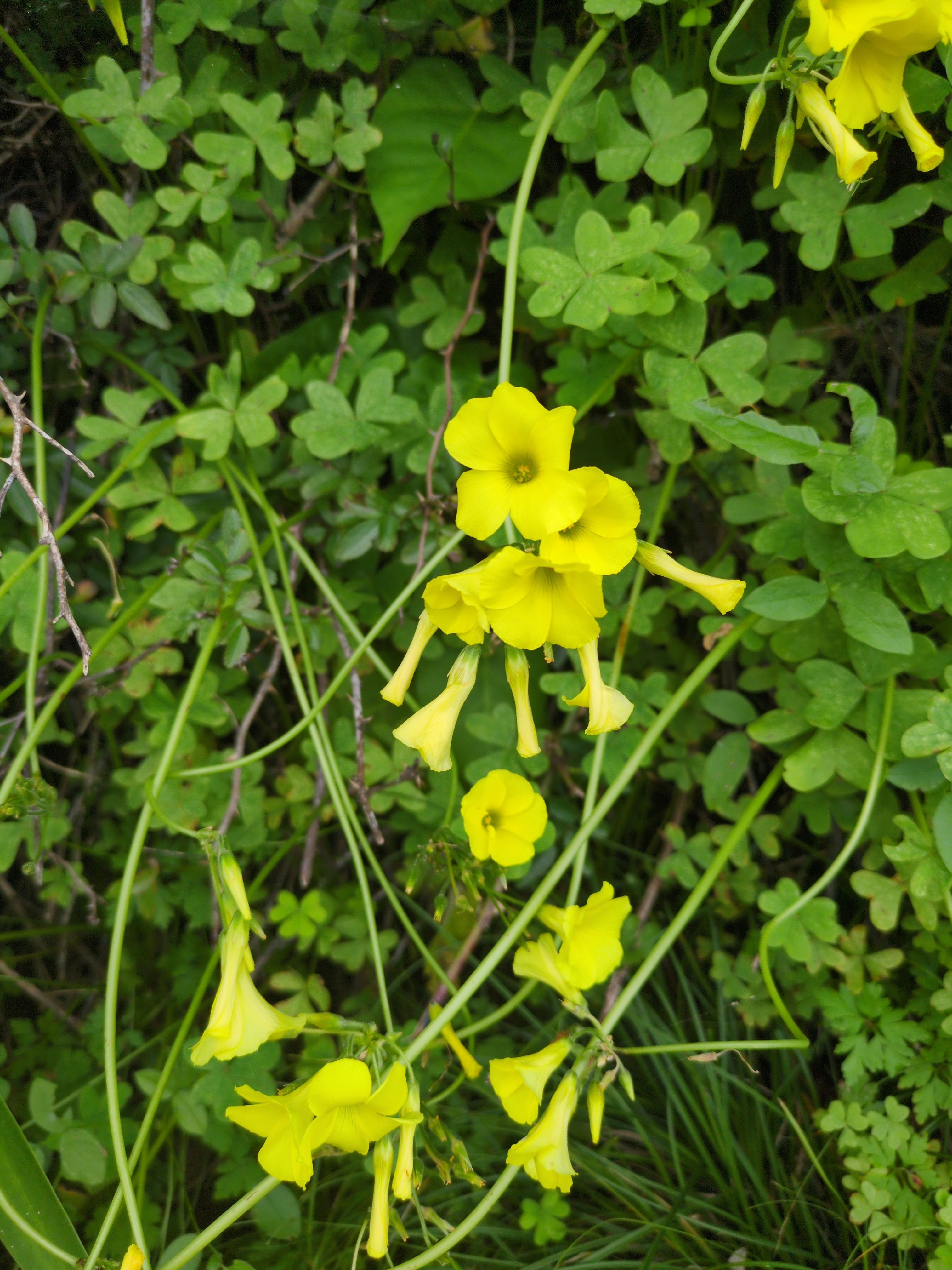 Oxalis pes-caprae (Bermuda buttercup)