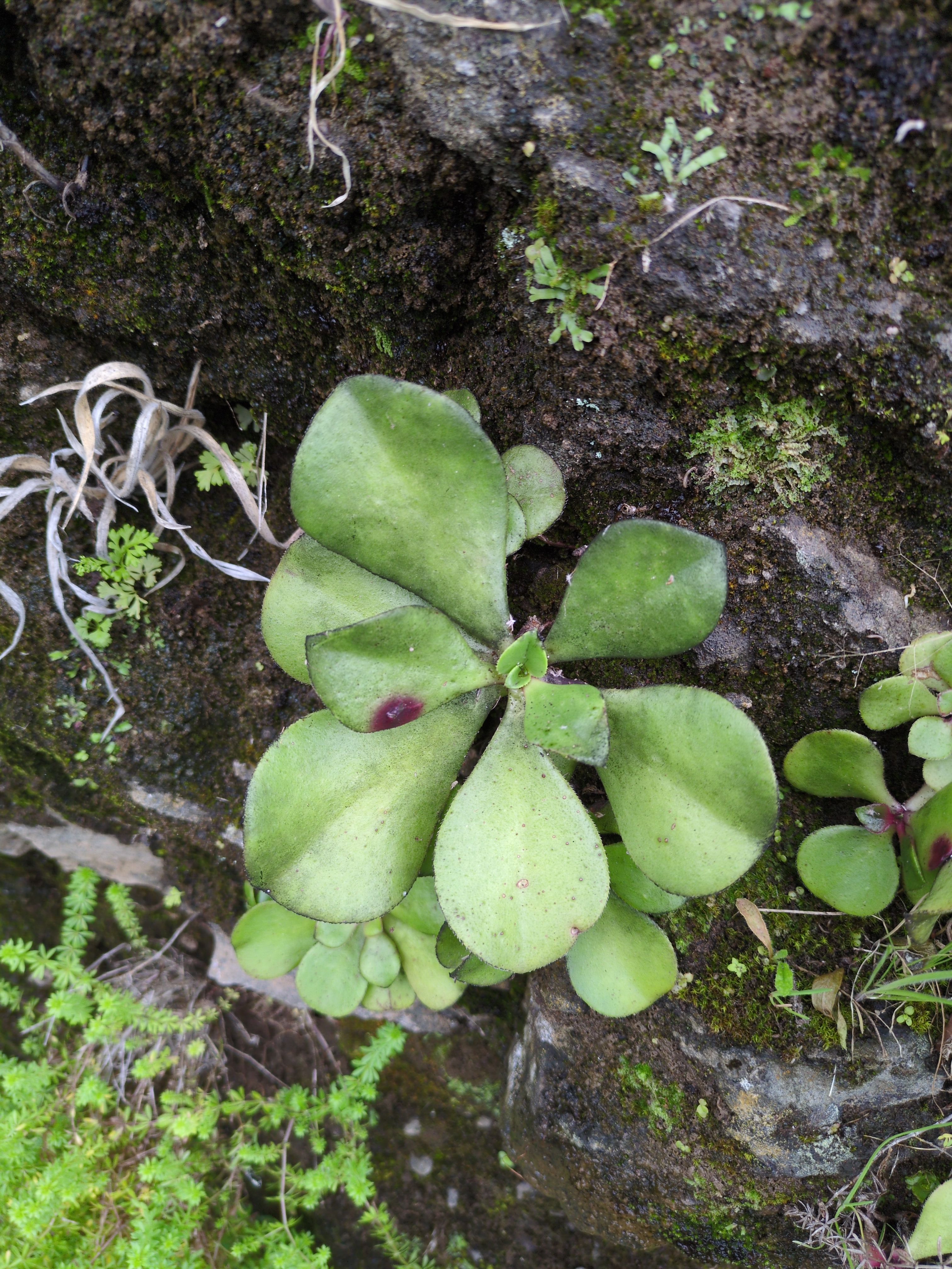 Aeonium canariense (Canary Island aeonium)