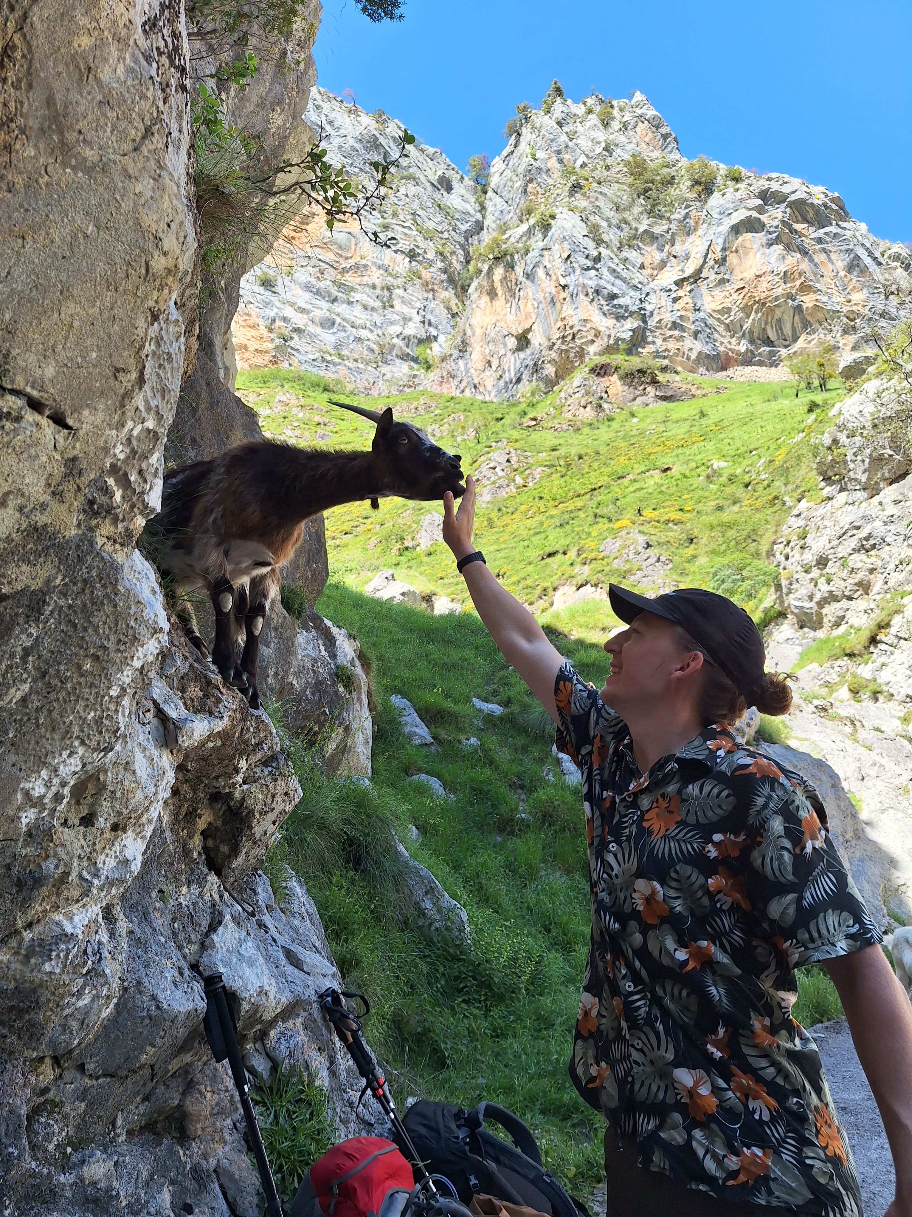 Viele Bergziegen die gerne das Salz von der Haut lecken