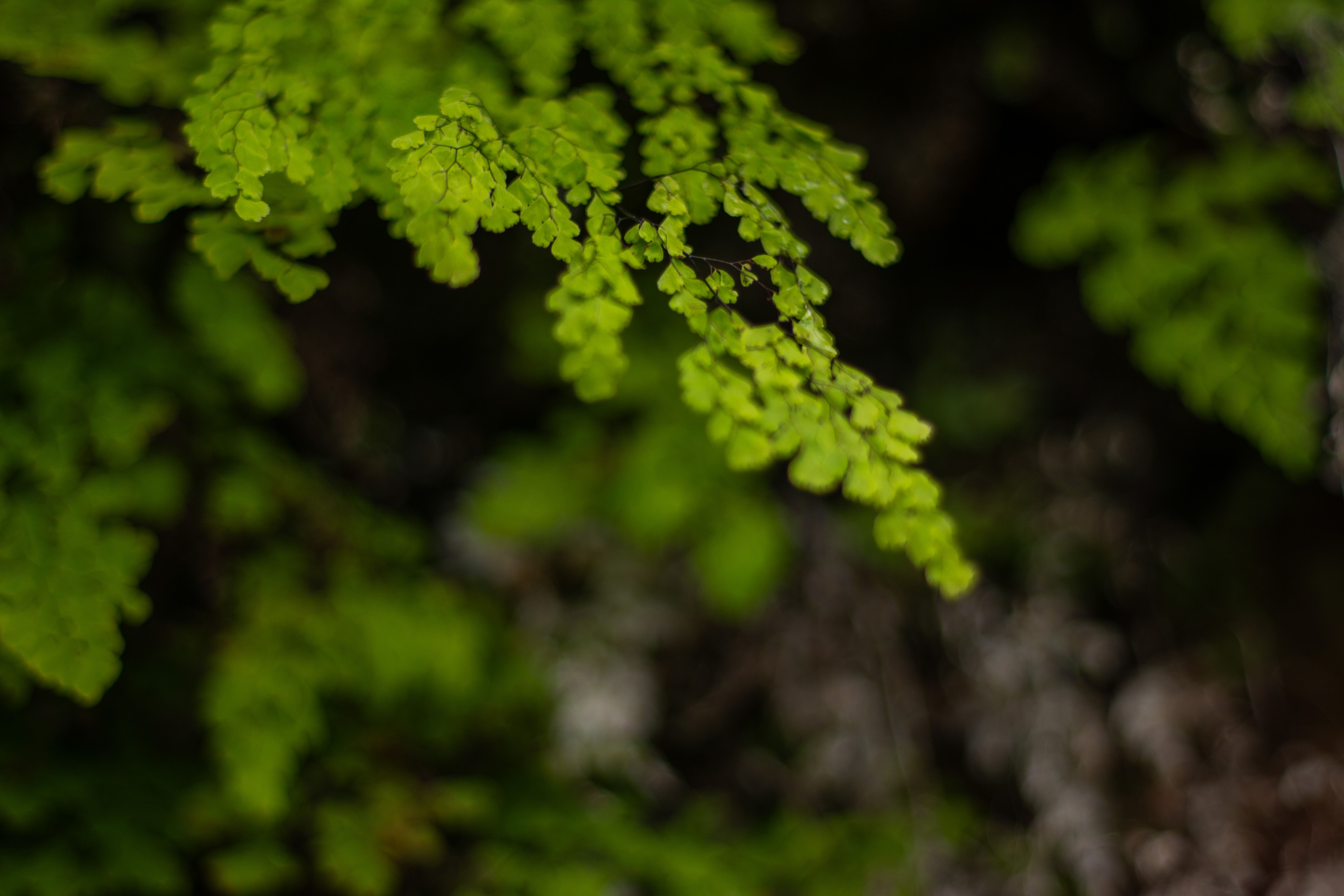 Close-up of a green maidenhair fern