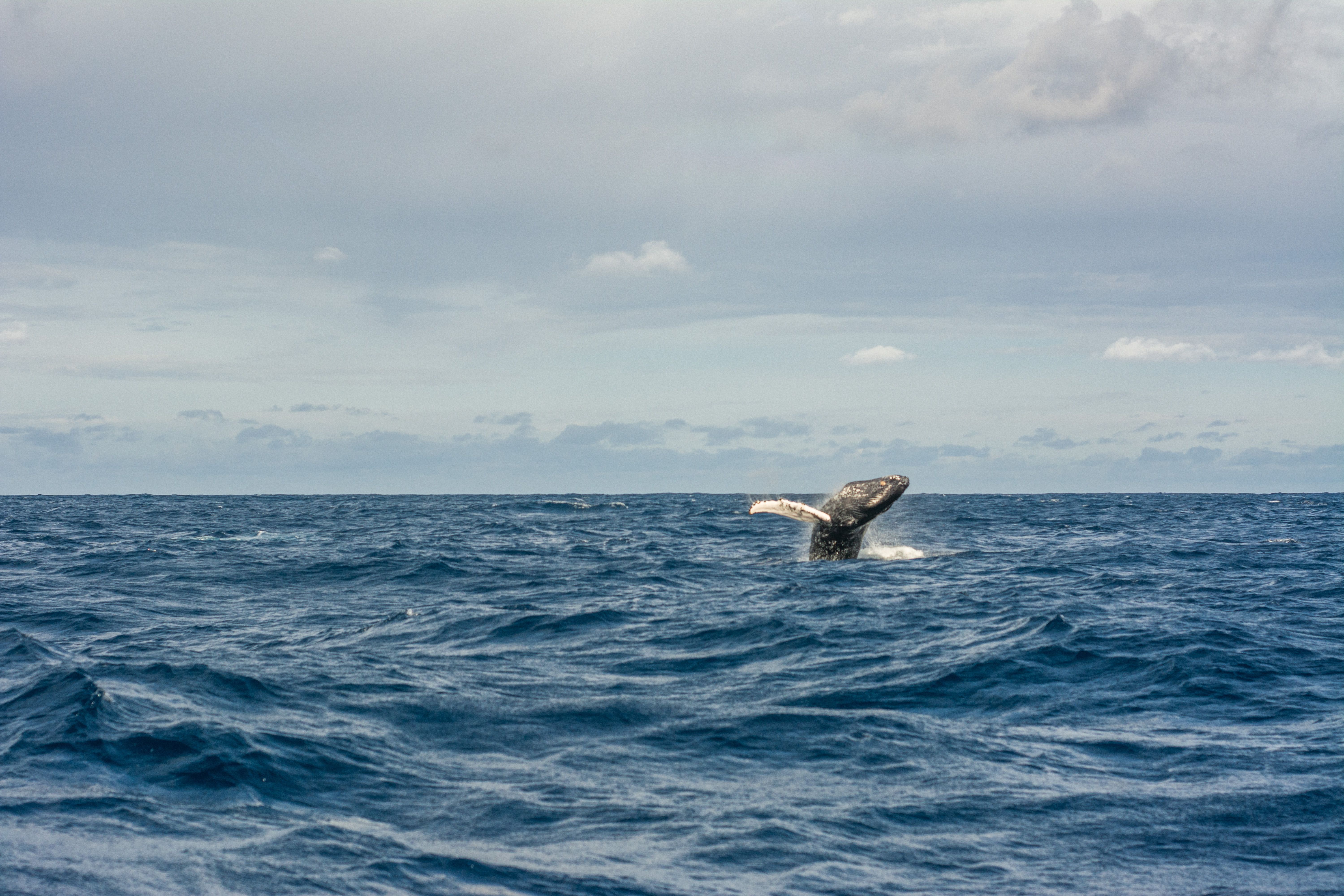 Humpback whale breaching out of the water