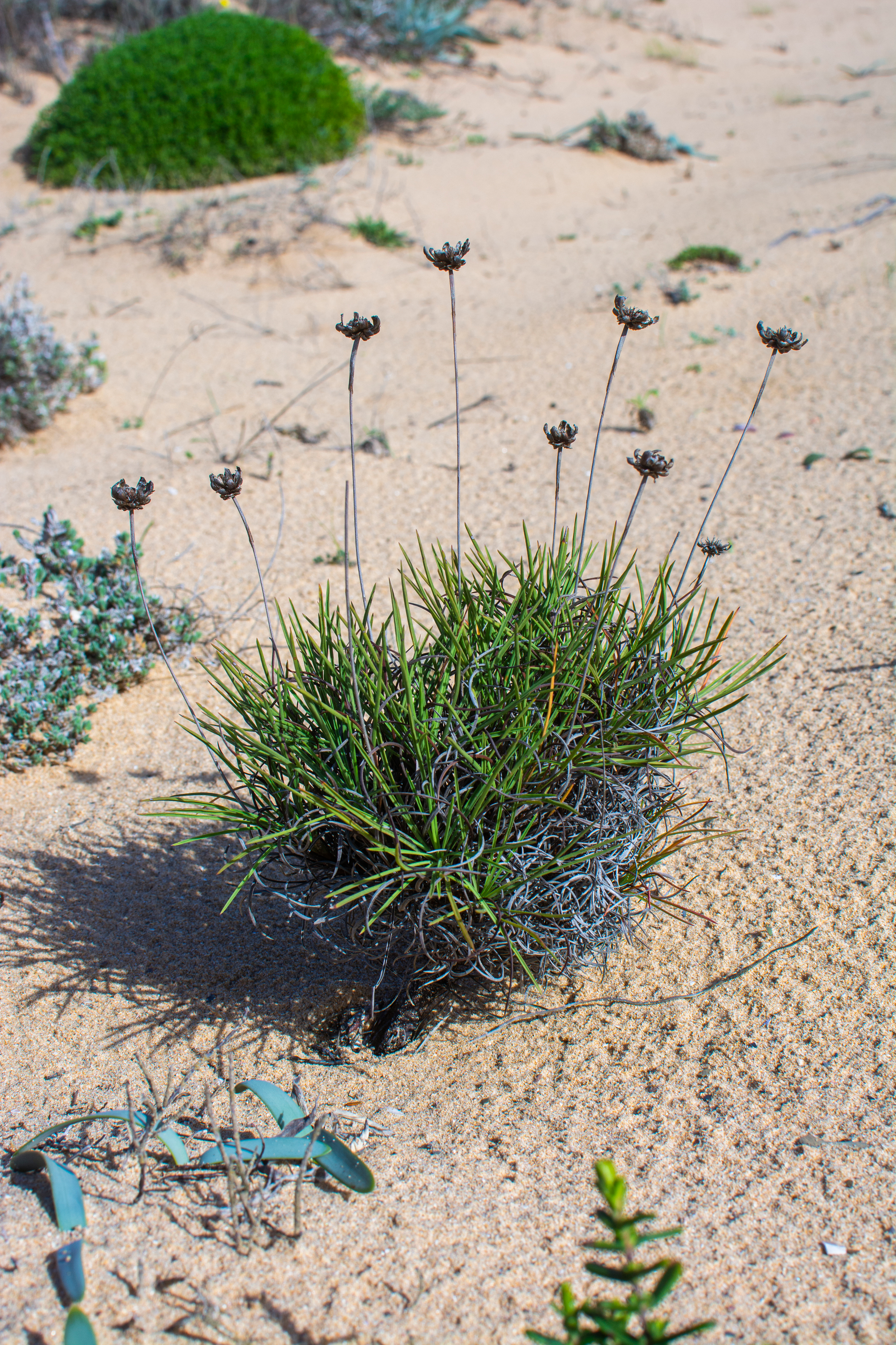 a small bushy plant on Sand