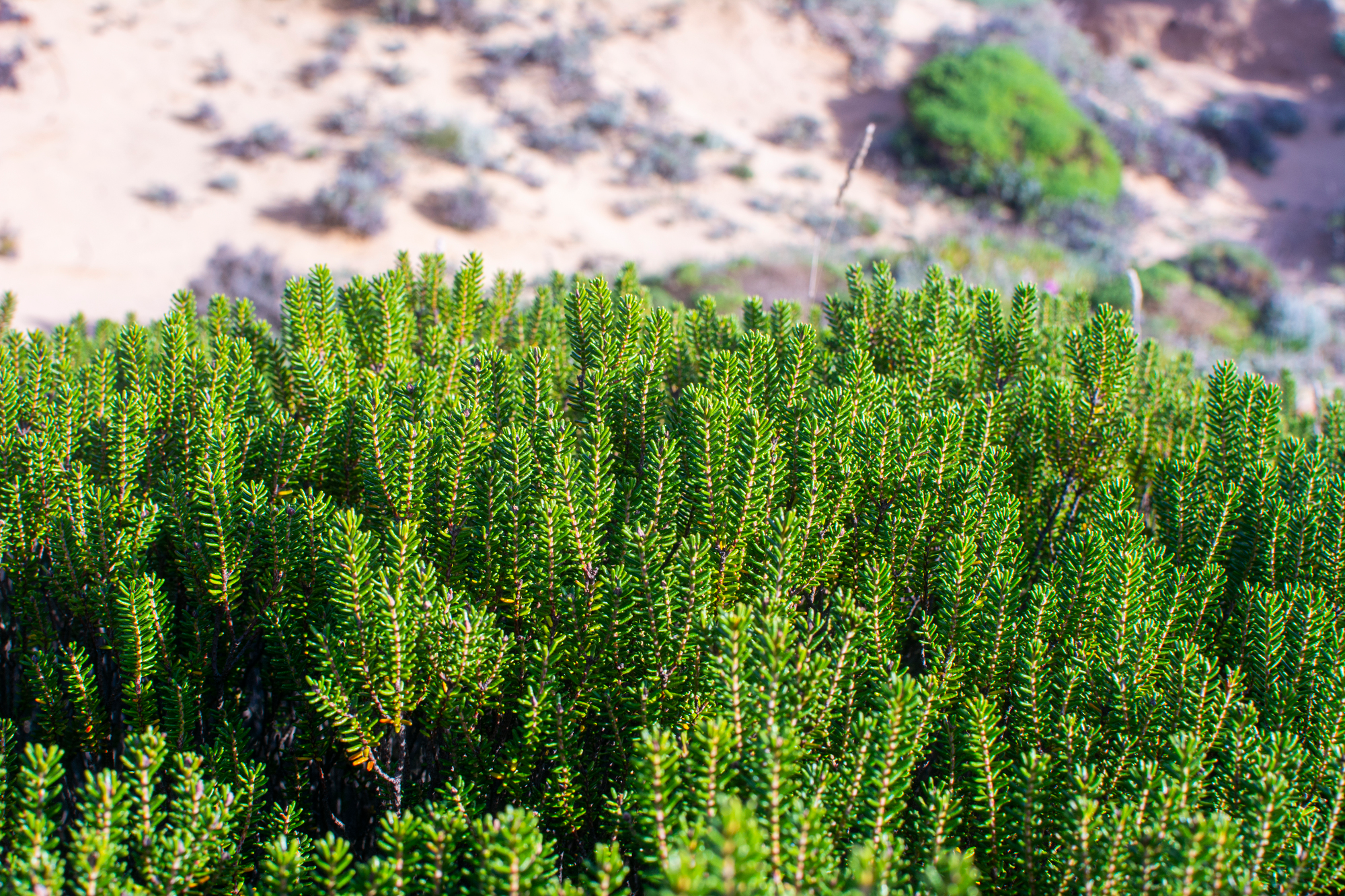 verdant shrubbery overlooking a sandy terrain.