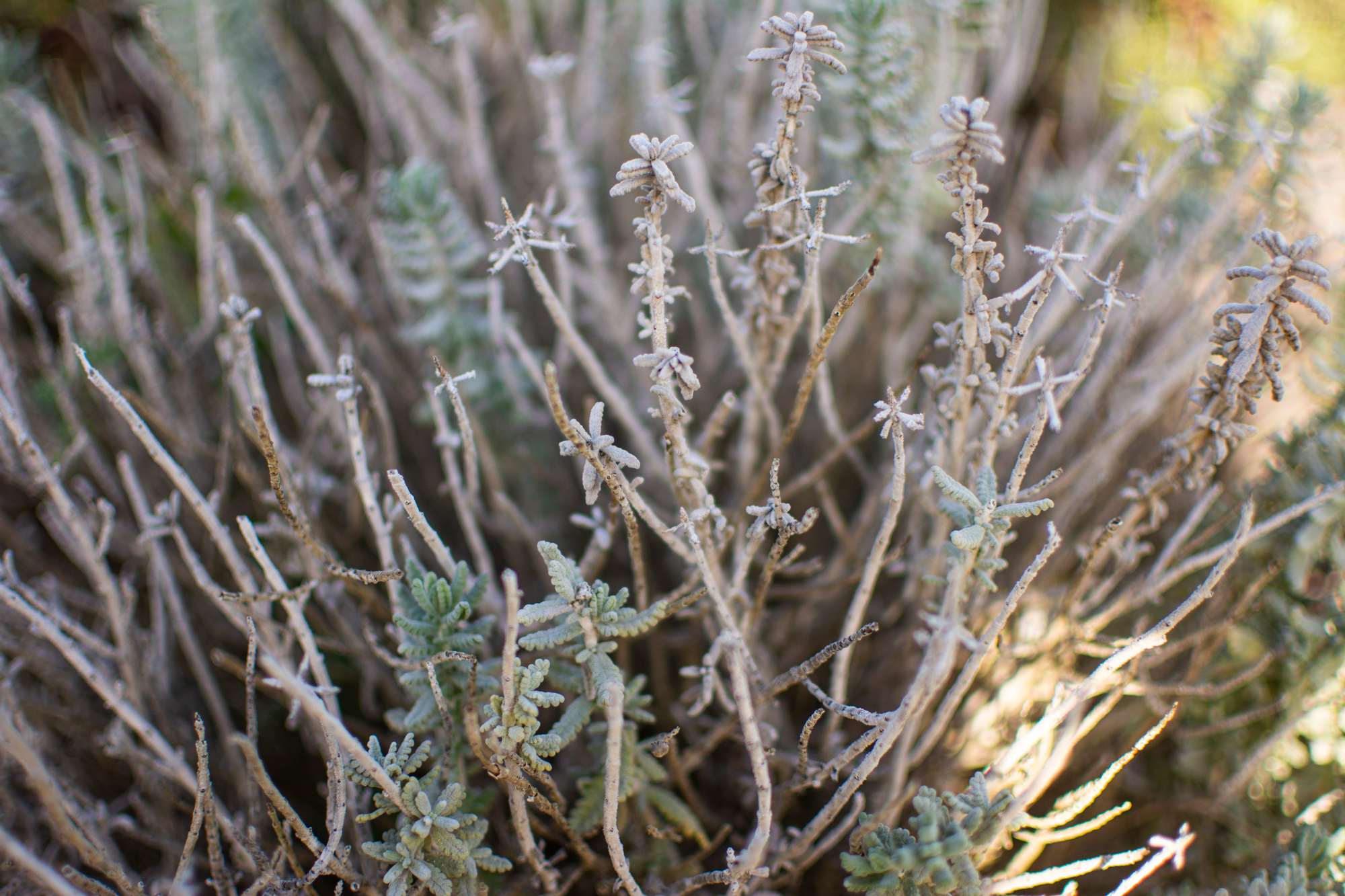 close-up of white shrubbery in natural light.