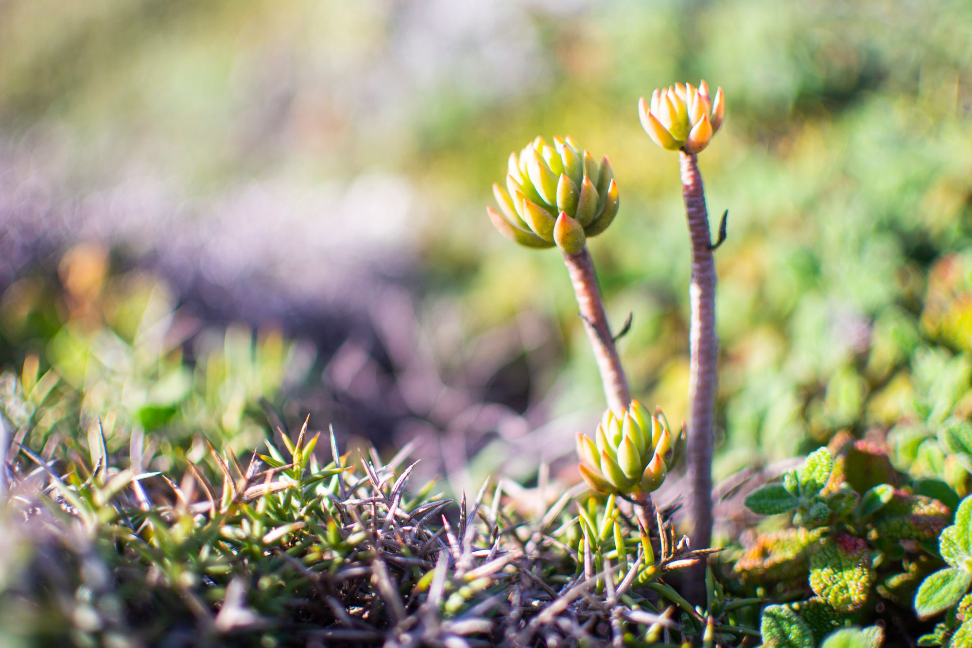 a close up of plants