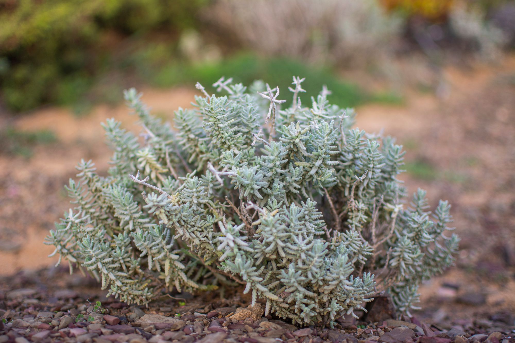 a close up of a plant