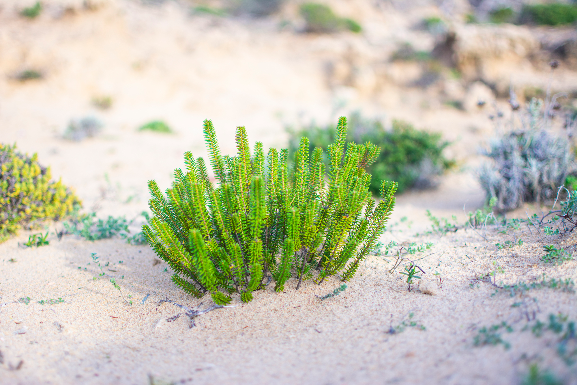 a green plant growing in the sand