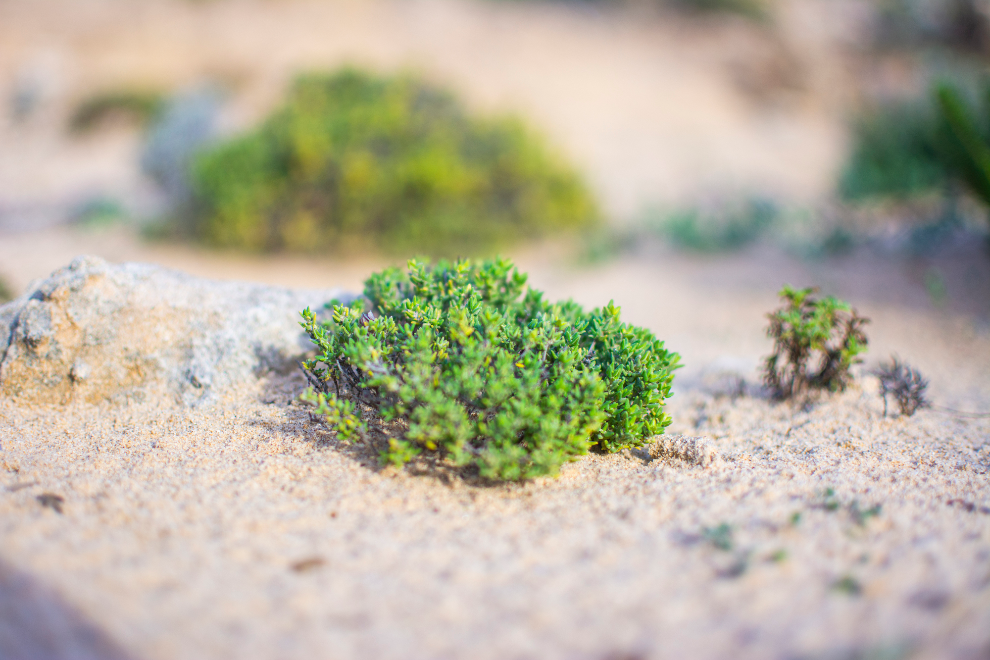 a small green plant growing out of sand