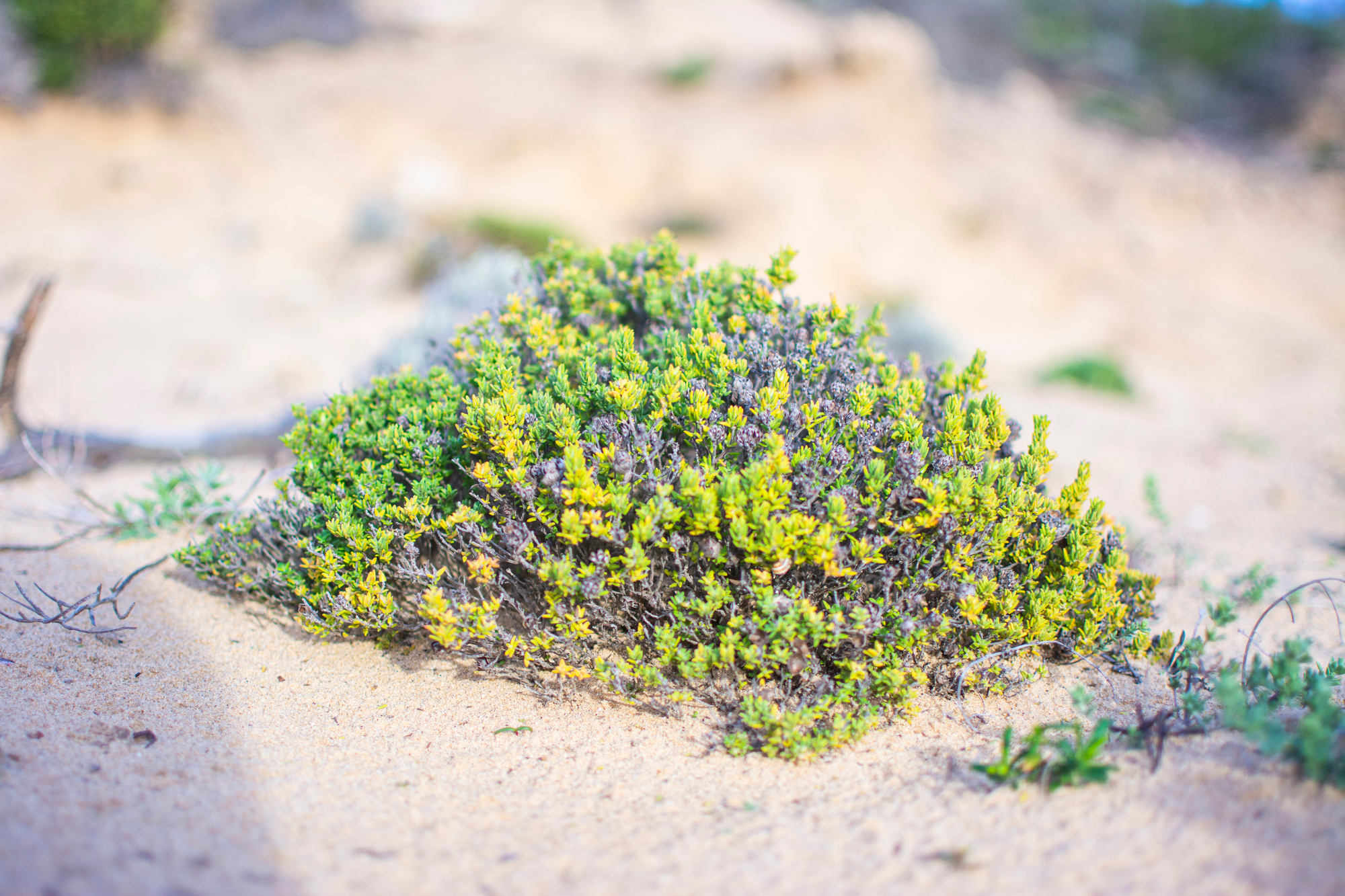 a small bush in the sand