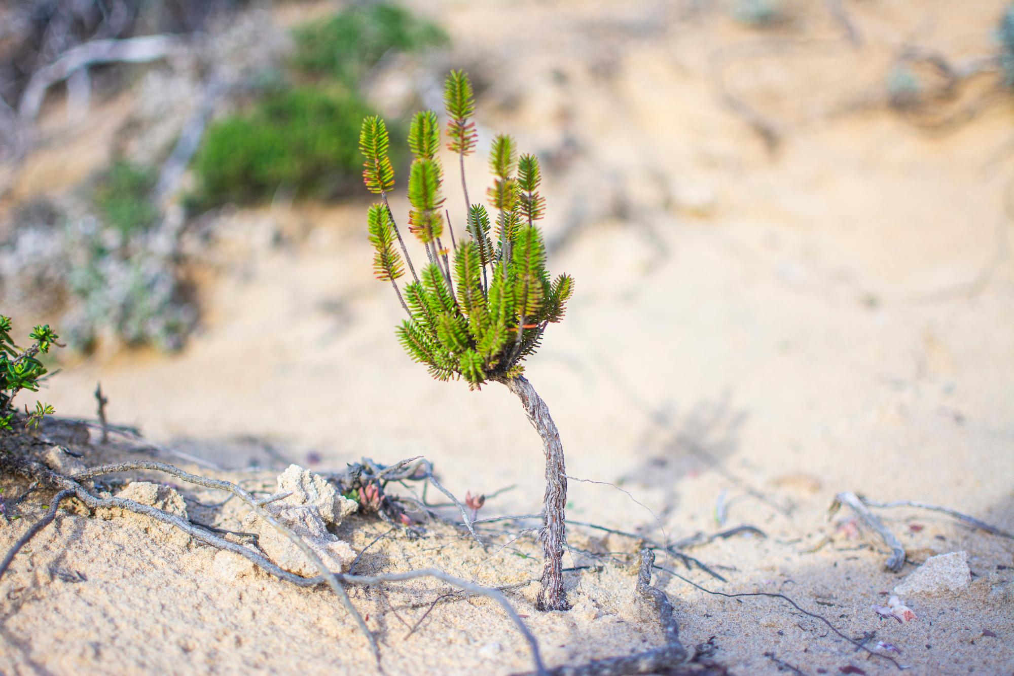 a small plant growing out of the sand