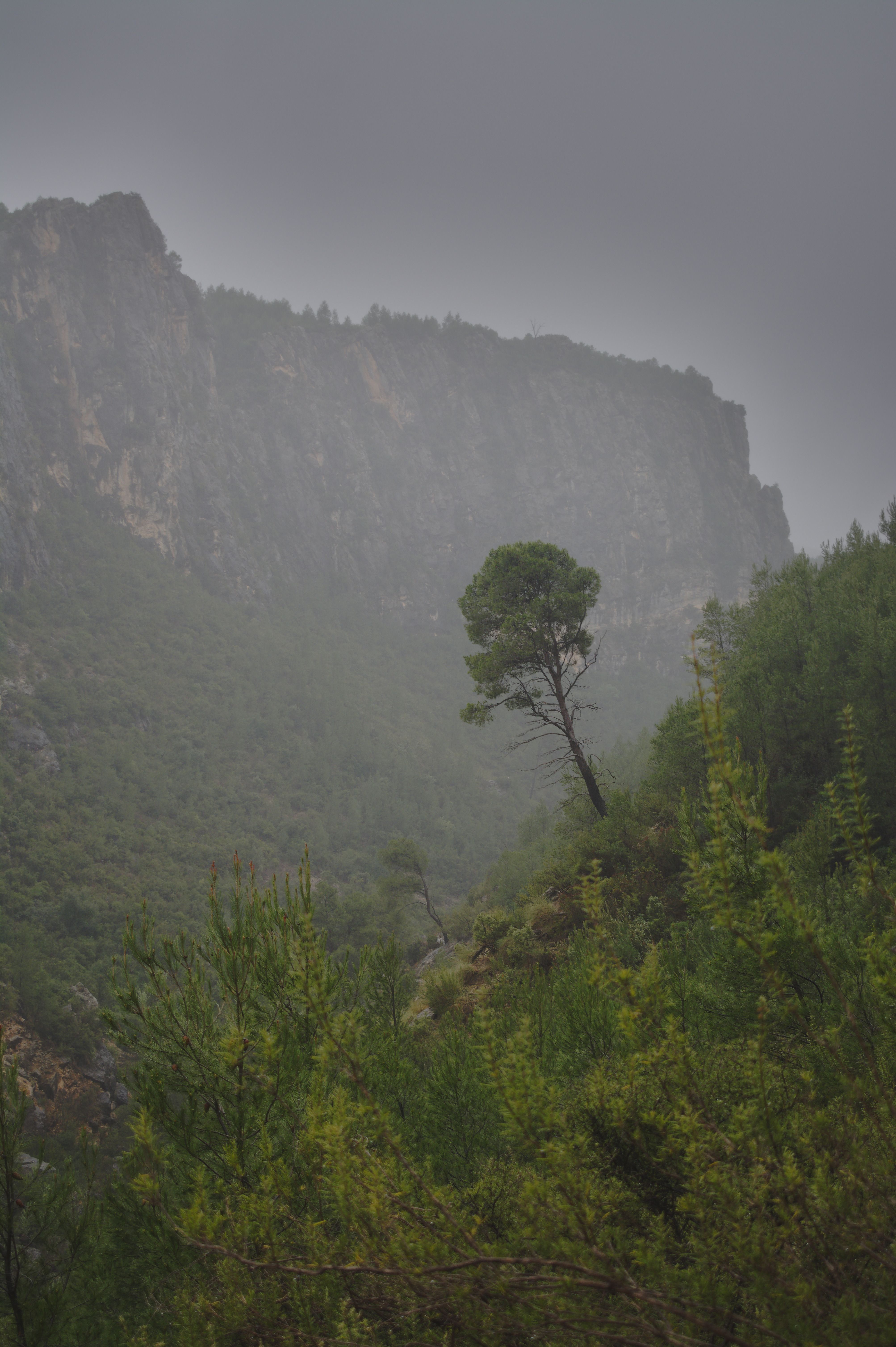 Single tree on the side of a mountain, foggy light