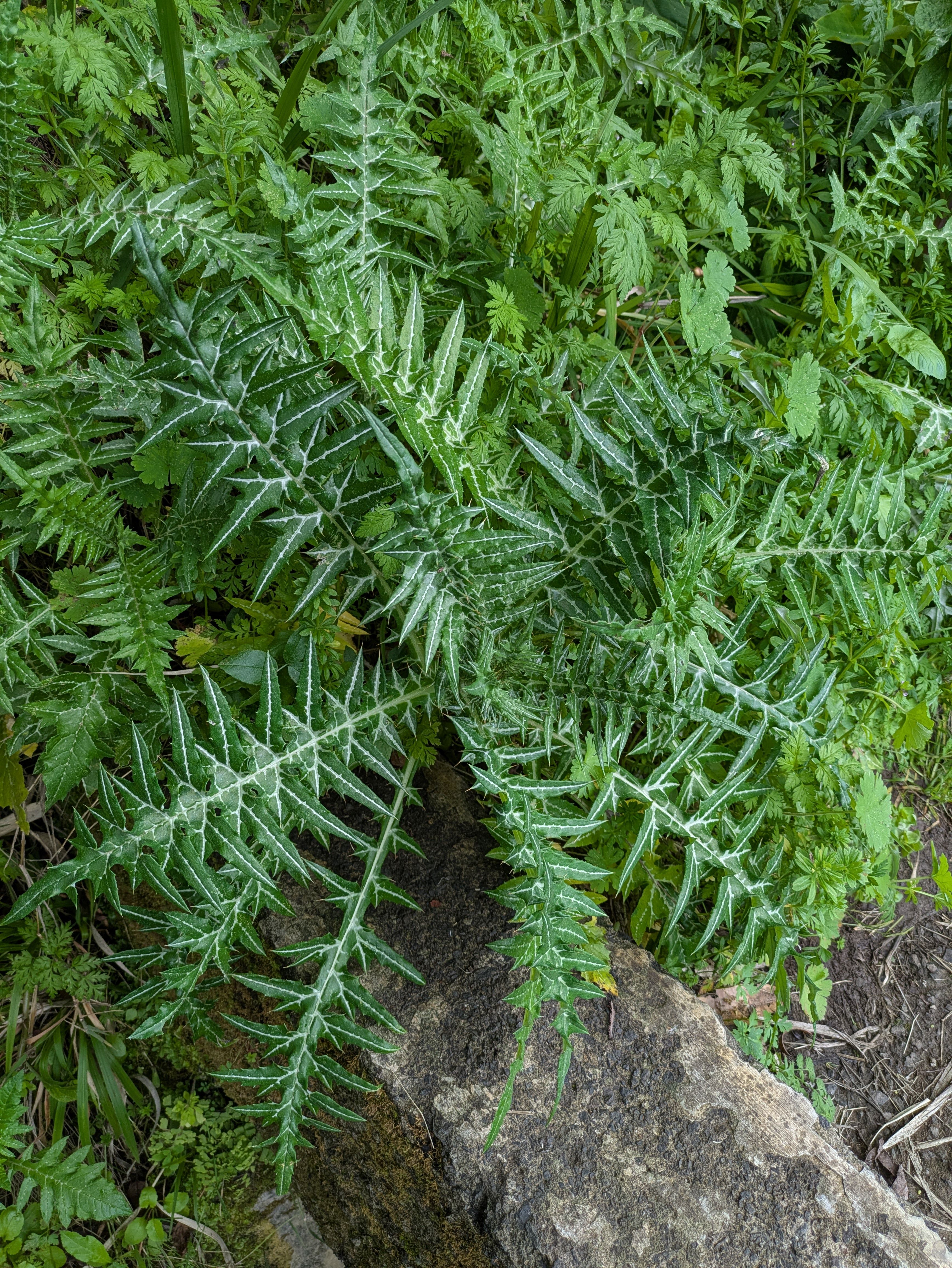 Galactites tomentosus (Purple milk thistle)