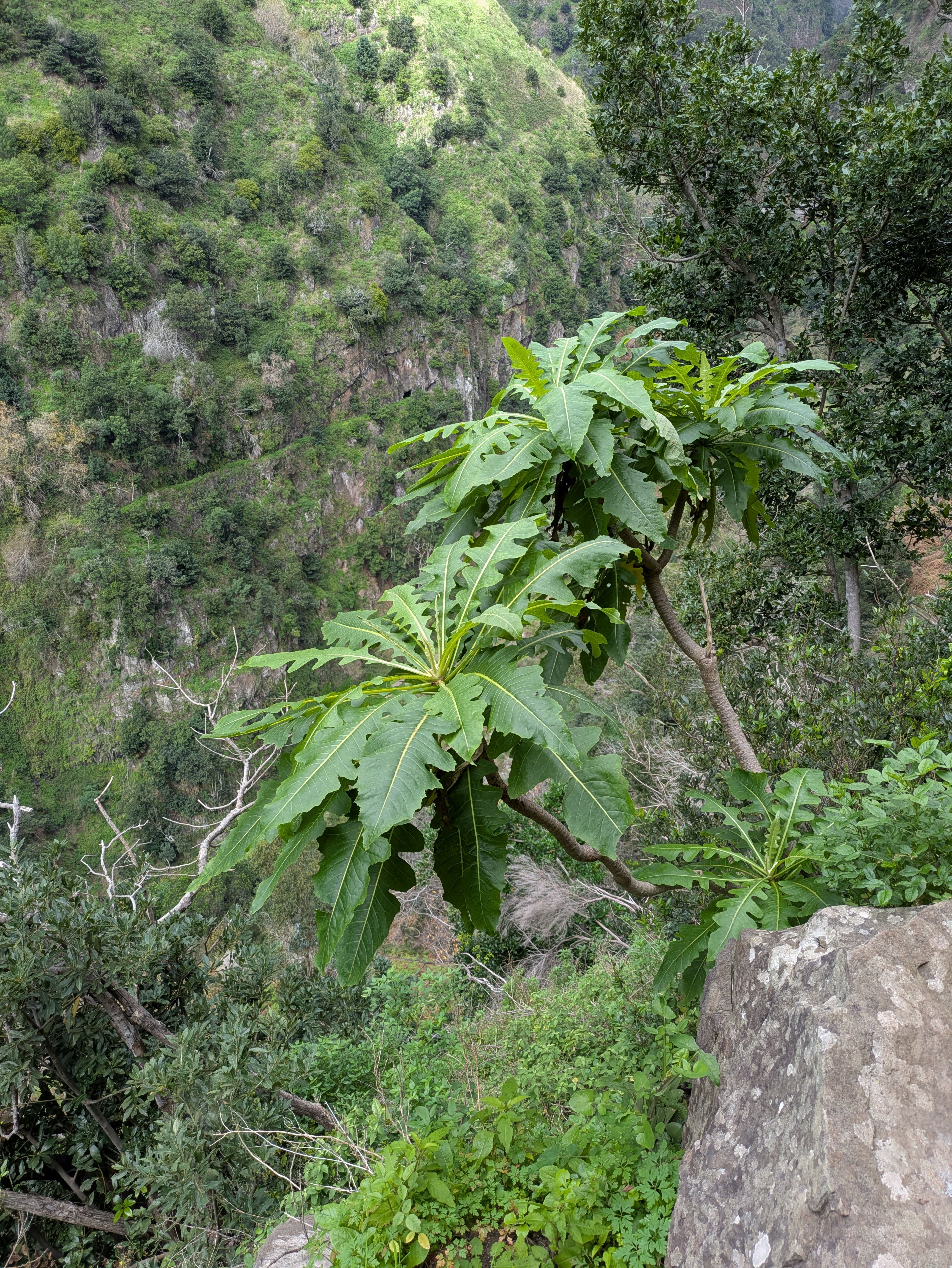 Sonchus fruticosus (Tree dandelion)