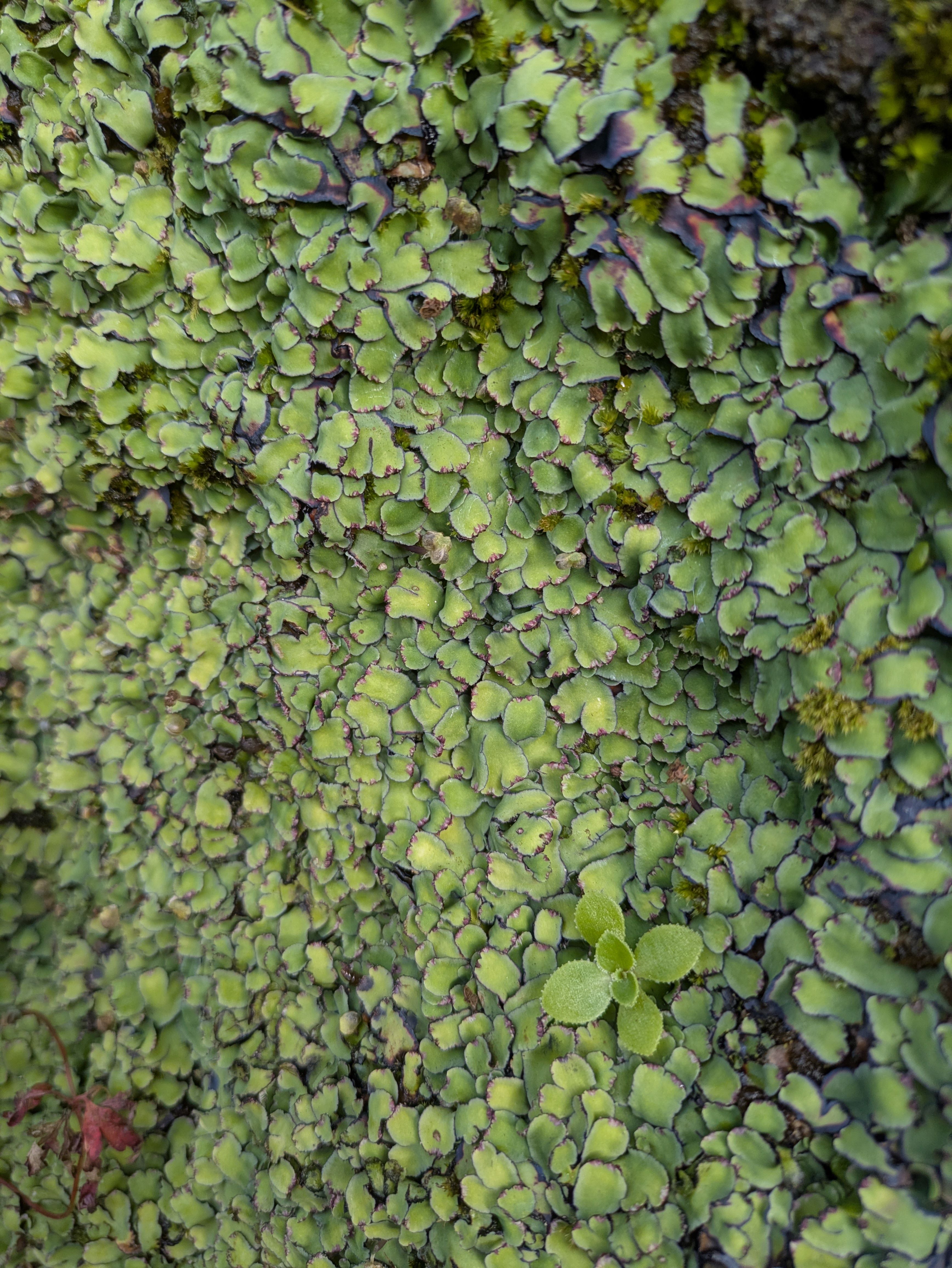 Some kind of liverwort, possibly Targionia lorbeeriana