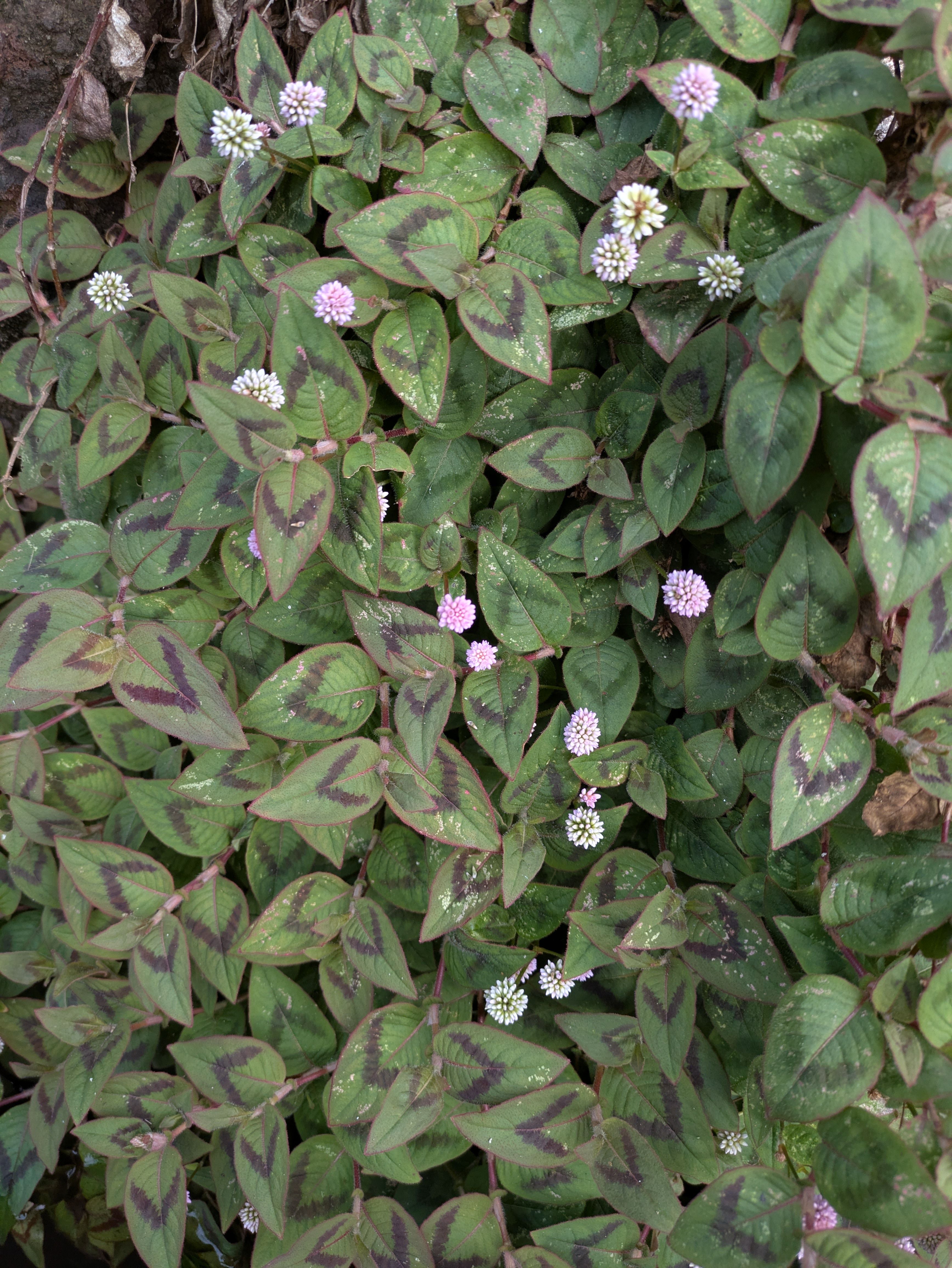 Persicaria capitata (Pink knotweed)