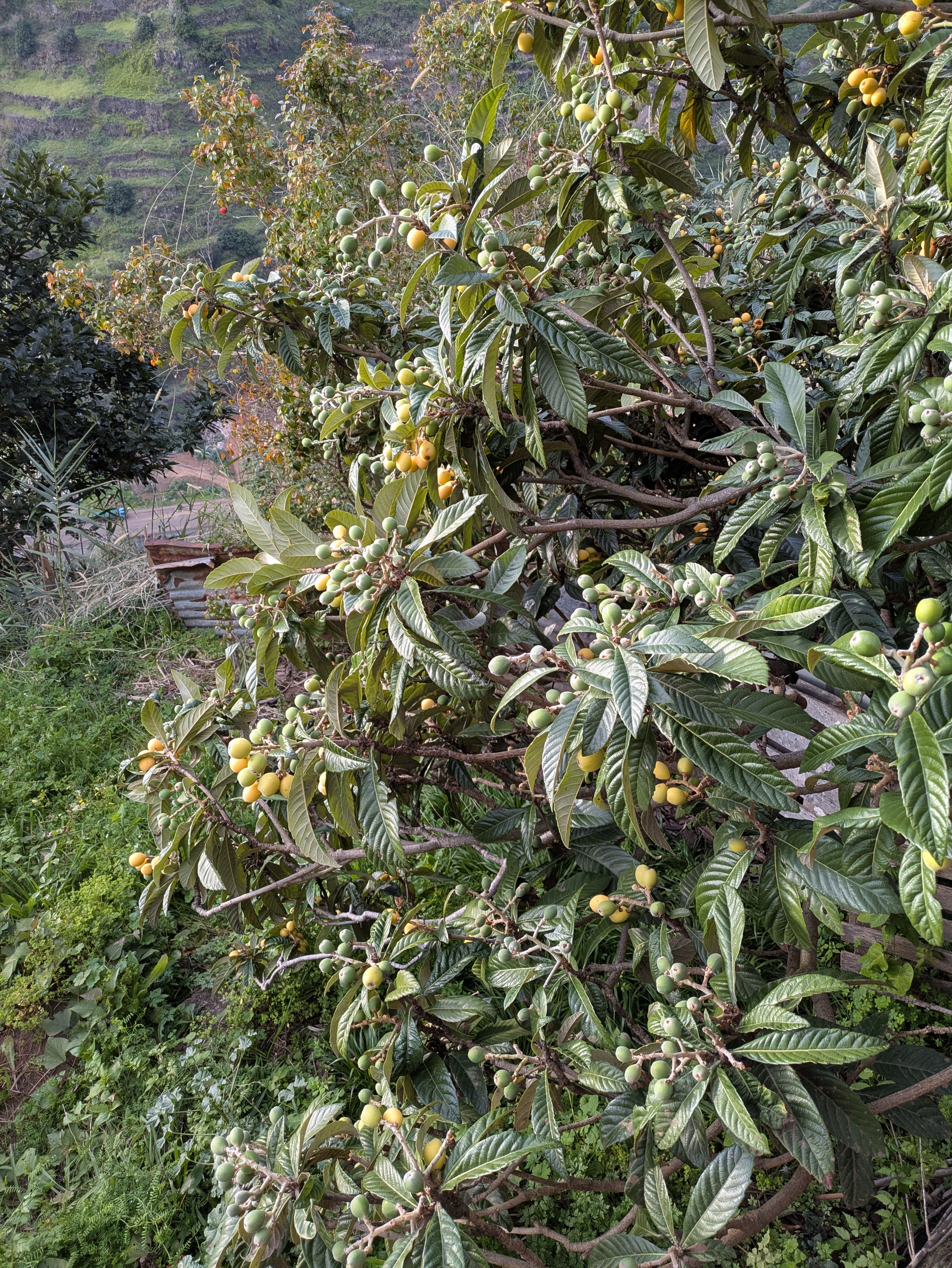 Rhaphiolepis bibas (Loquat)