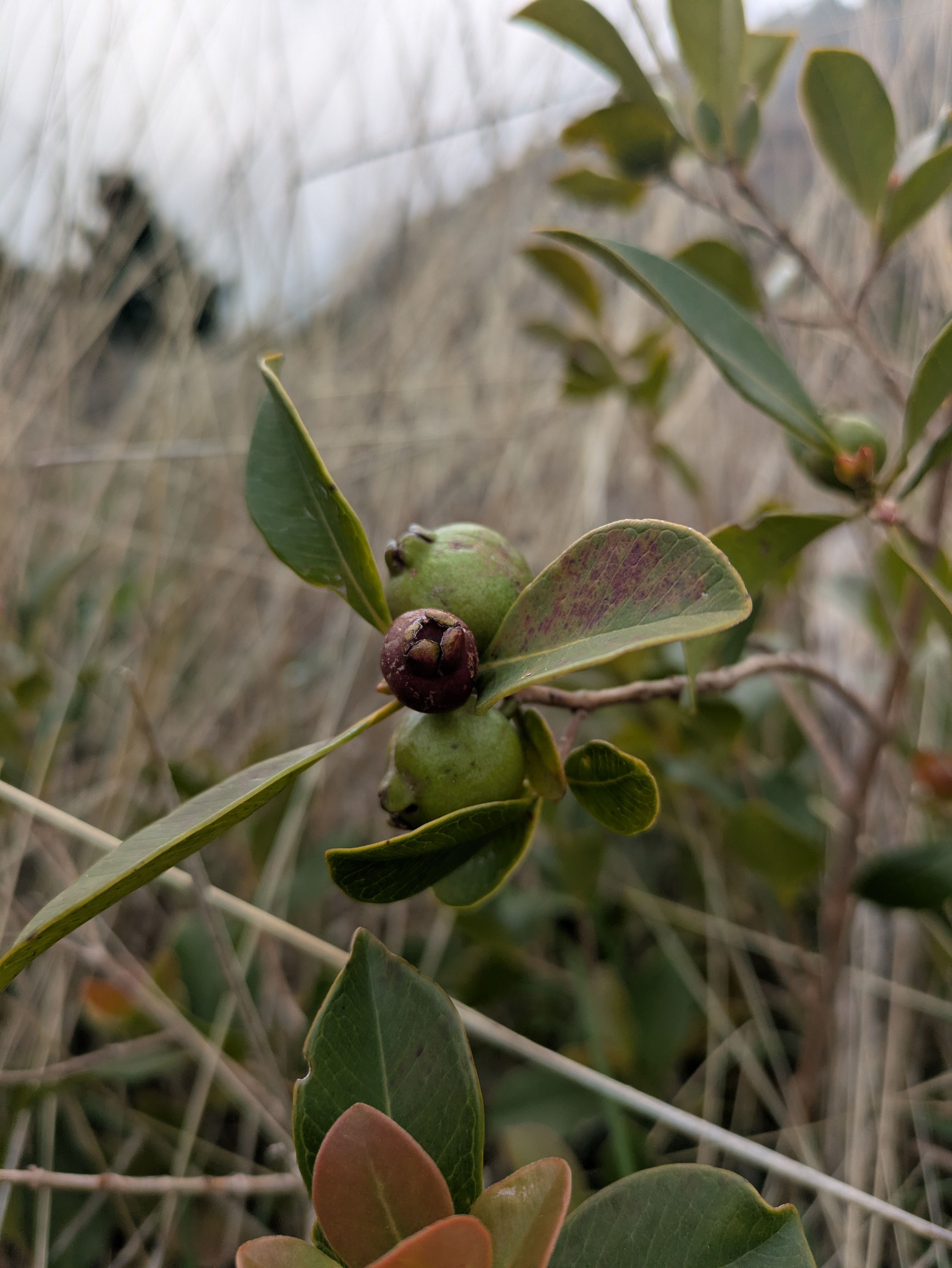 Psidium cattleyanum (Strawberry guava)