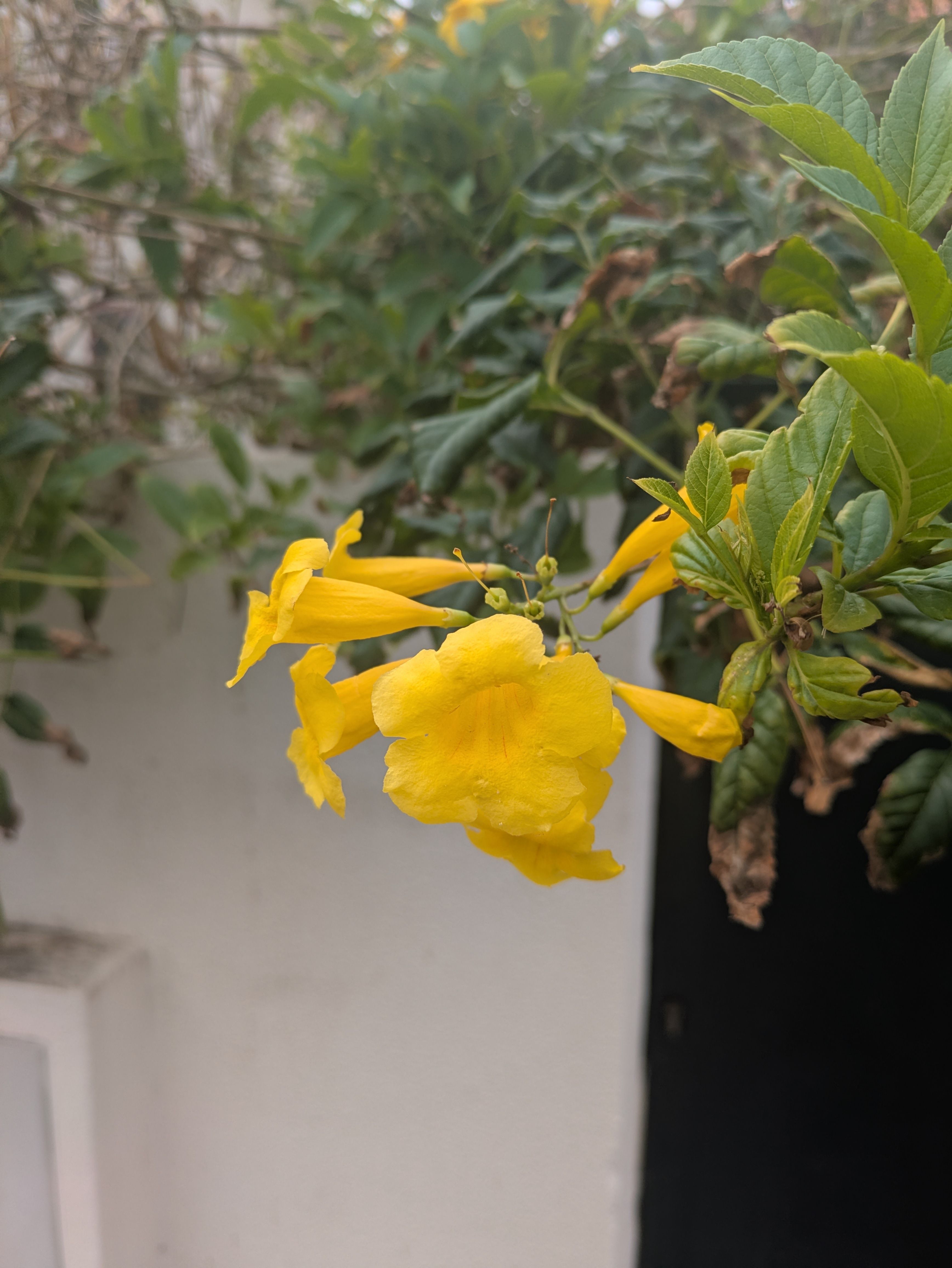 Tecoma stans (Yellow trumpetbush)