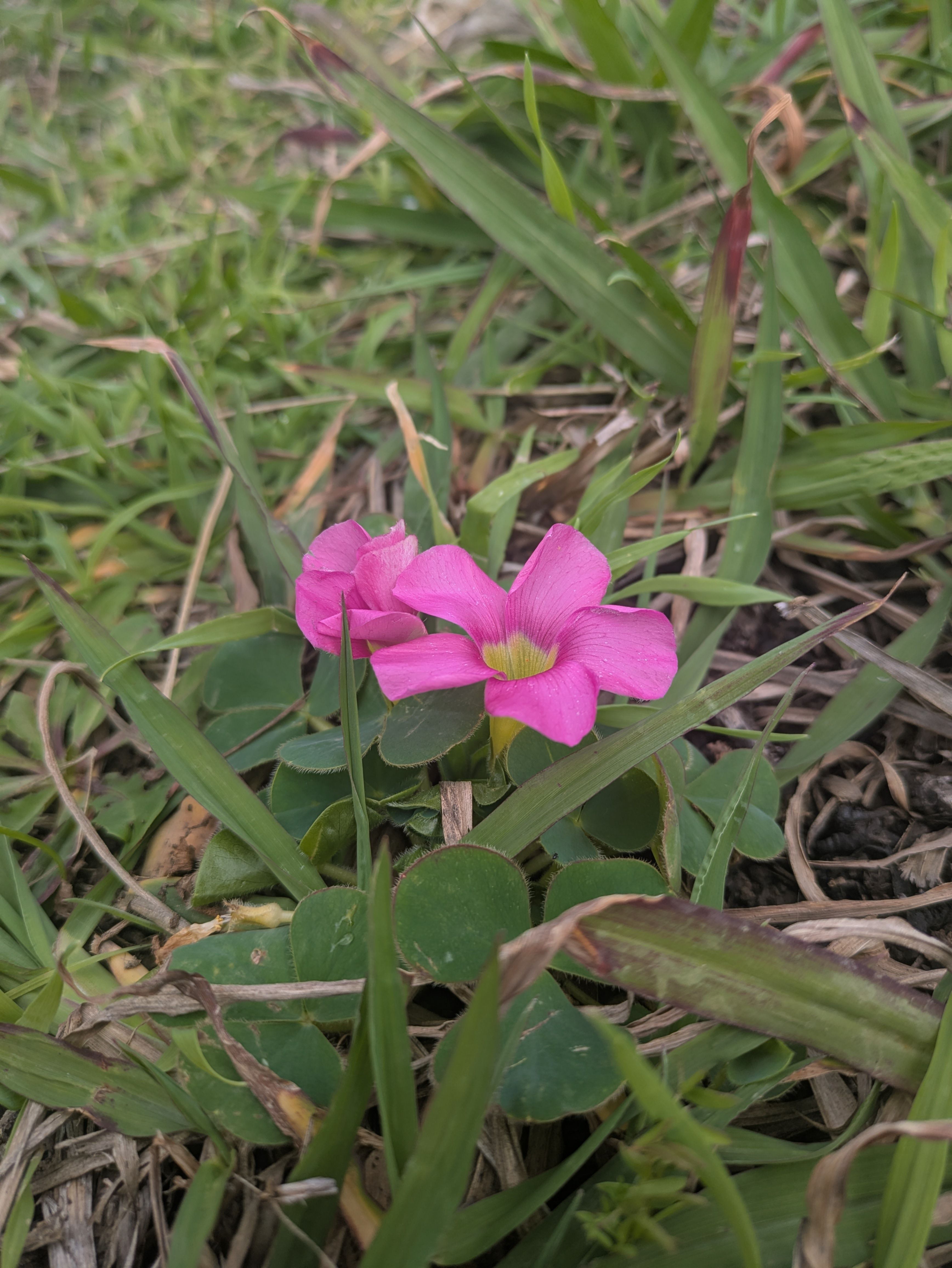 Oxalis purpurea (Purple woodsorrel)