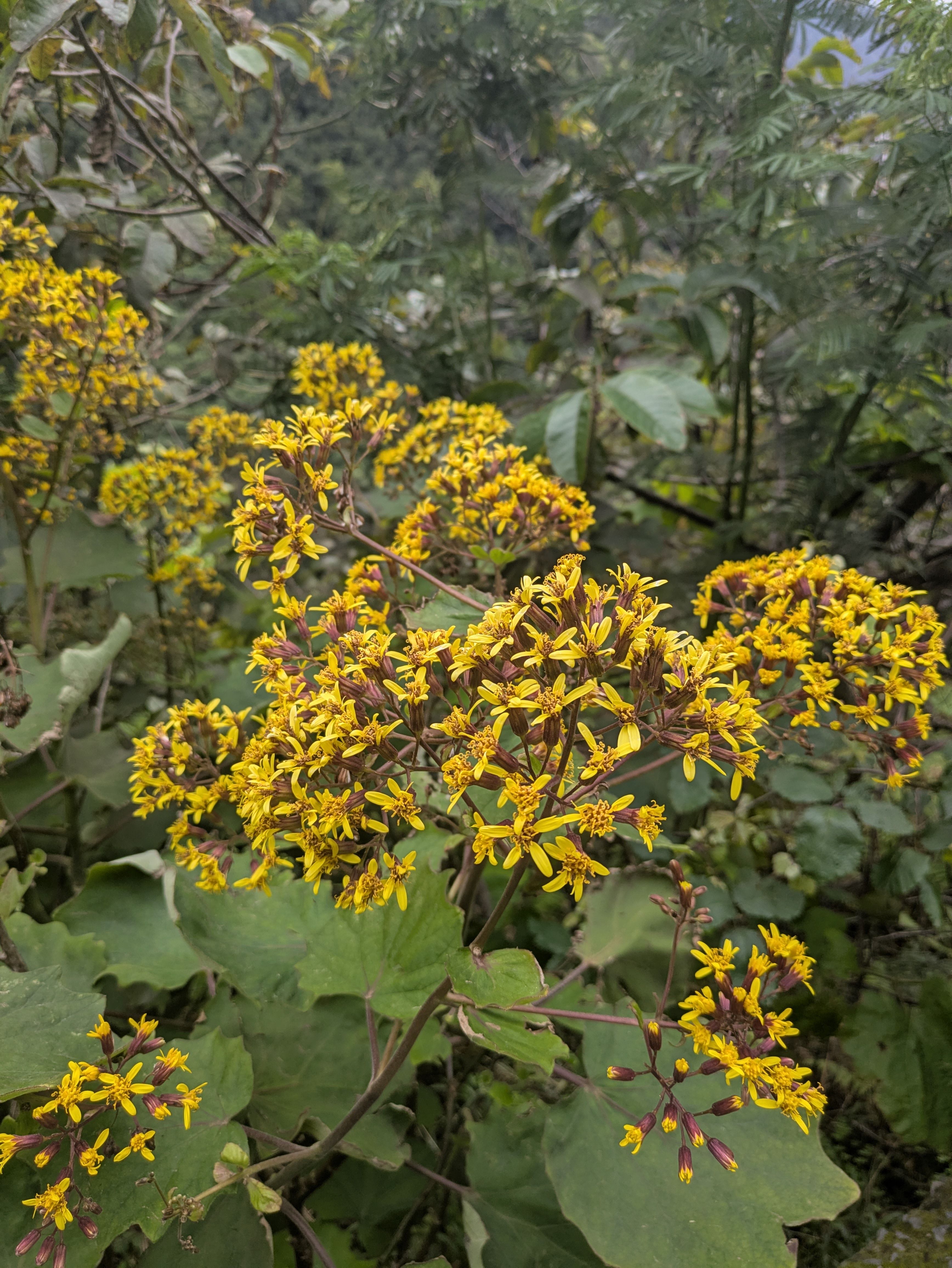 Roldana petasitis (Velvet groundsel)