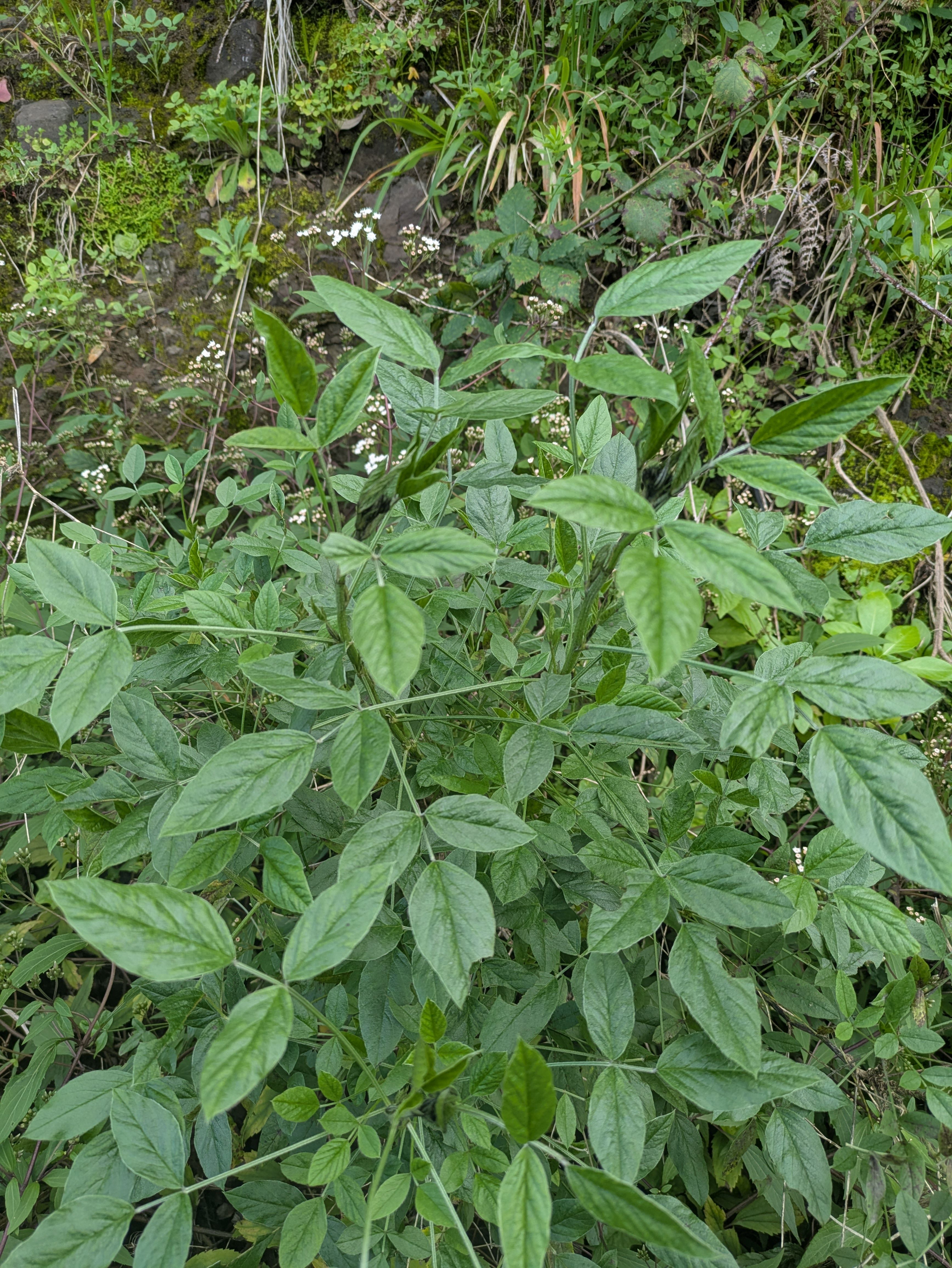 Bituminaria bituminosa (Pitch trefoil)