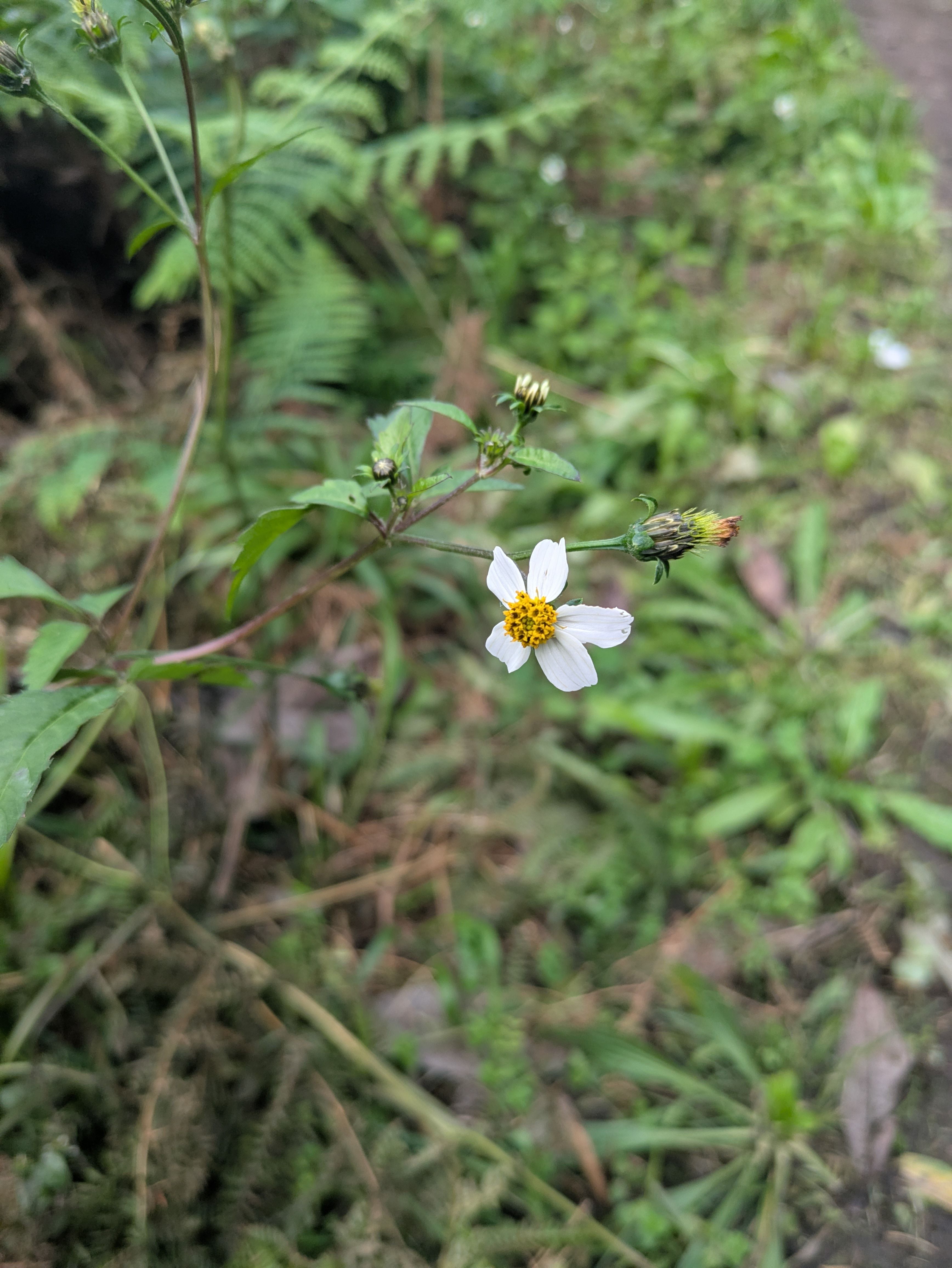 Bidens pilosa (Spanish needle)