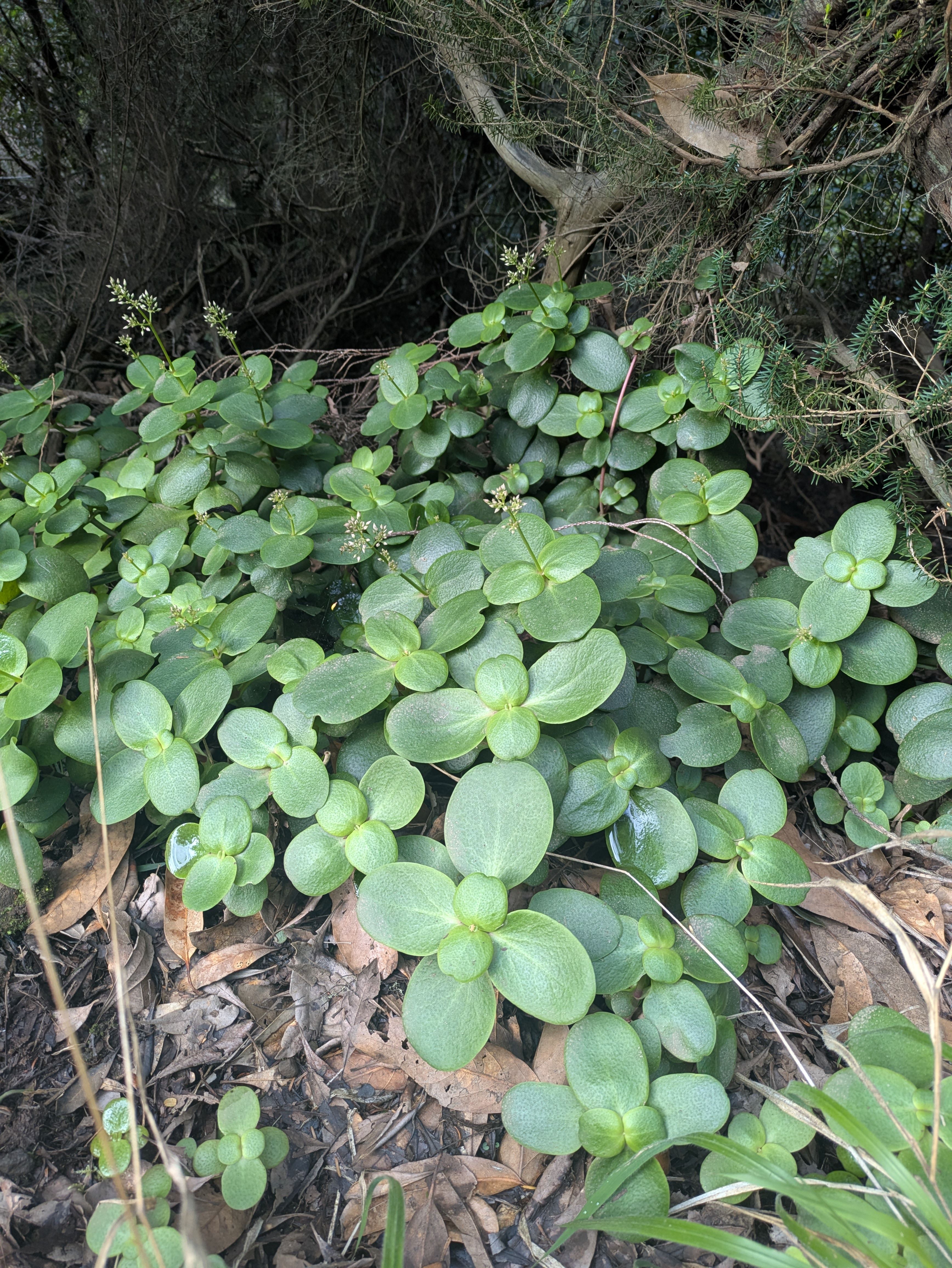 Crassula multicava (Fairy crassula)