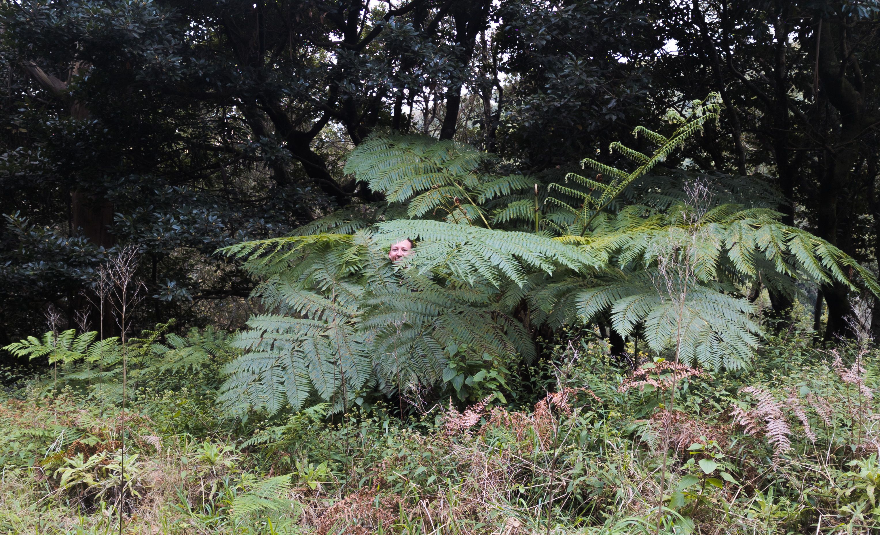 Sitting in a giant fern