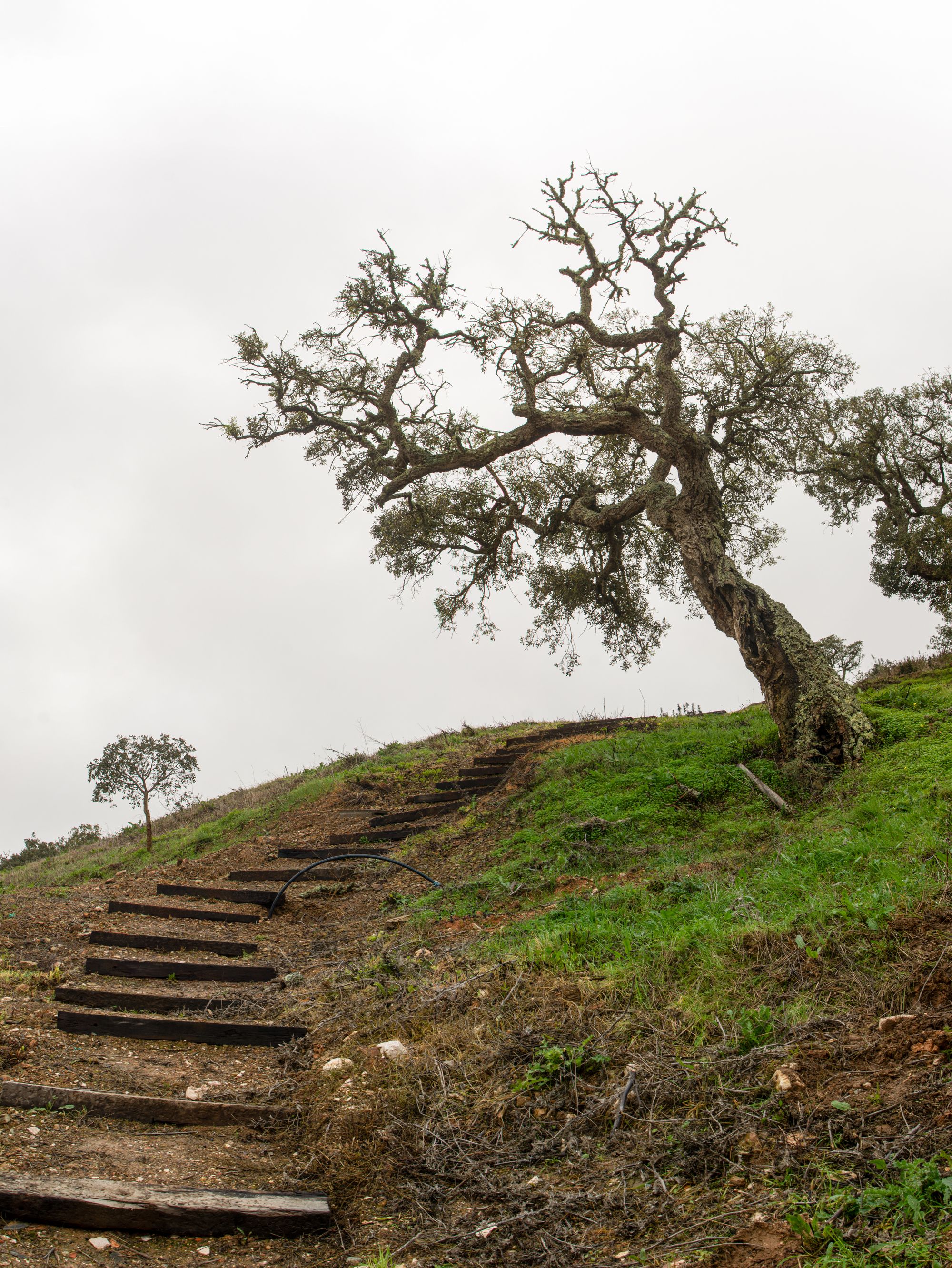 a tree on a hill