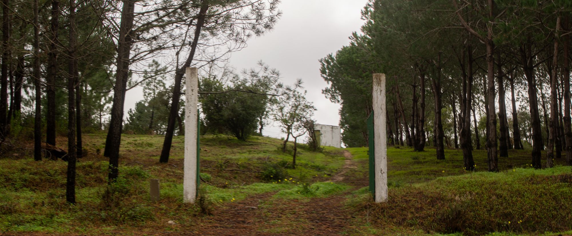 a path through a grassy area with trees and a few white pillars